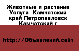 Животные и растения Услуги. Камчатский край,Петропавловск-Камчатский г.